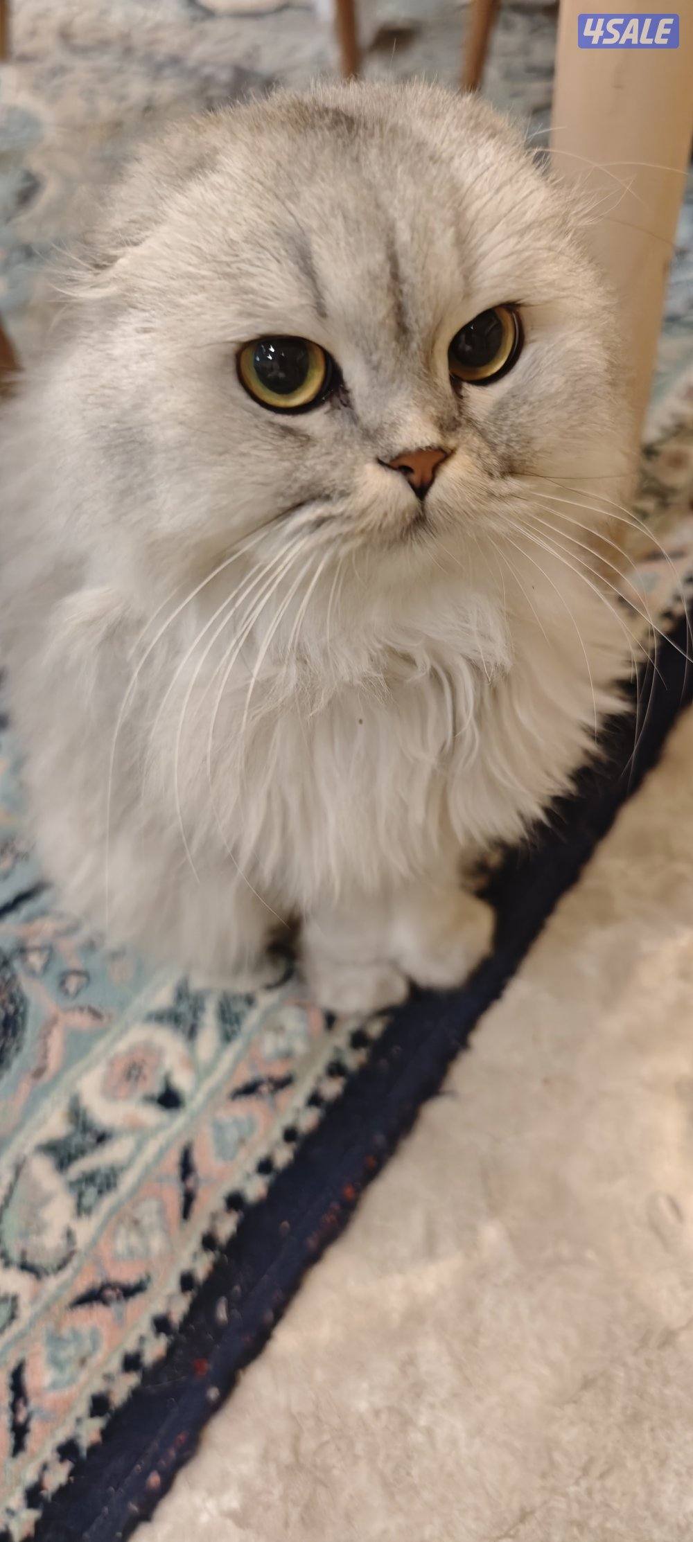 للتبني سكوش فولد لون هير2