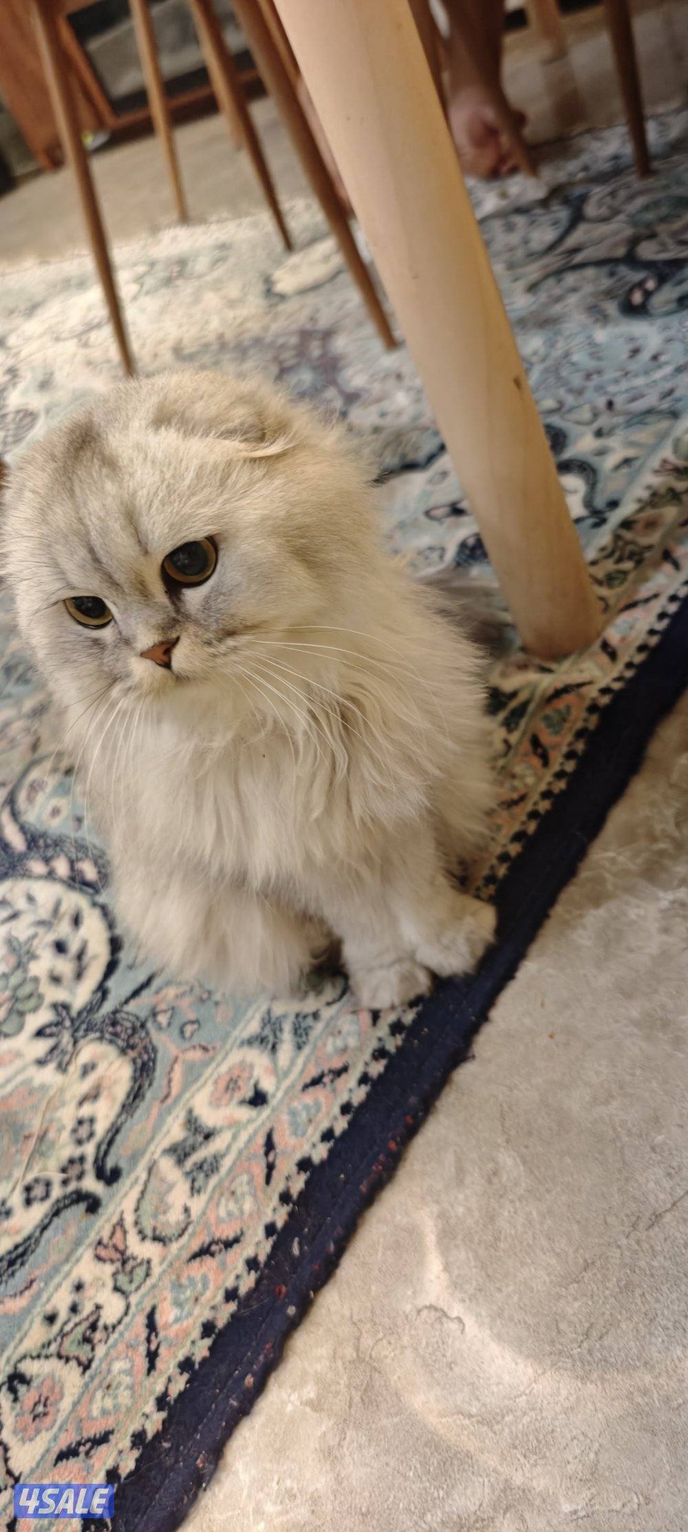 للتبني سكوش فولد لون هير3