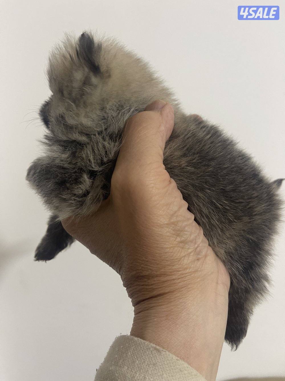 Pure Pomeranian Born here the father and mother pure Pomerania also.8