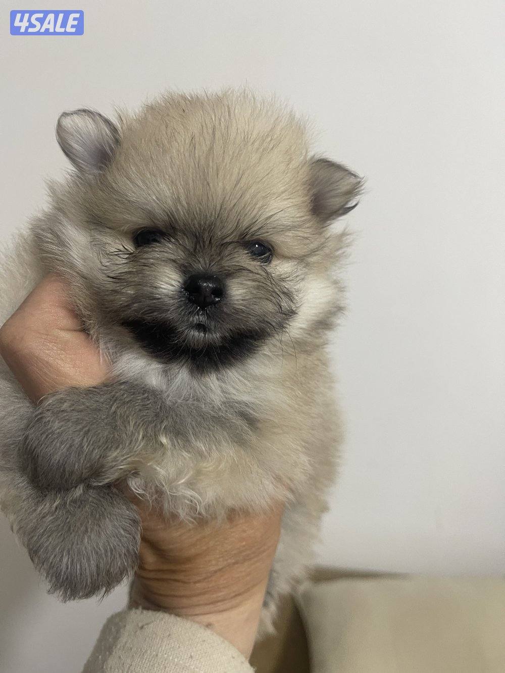 Pure Pomeranian Born here the father and mother pure Pomerania also.9