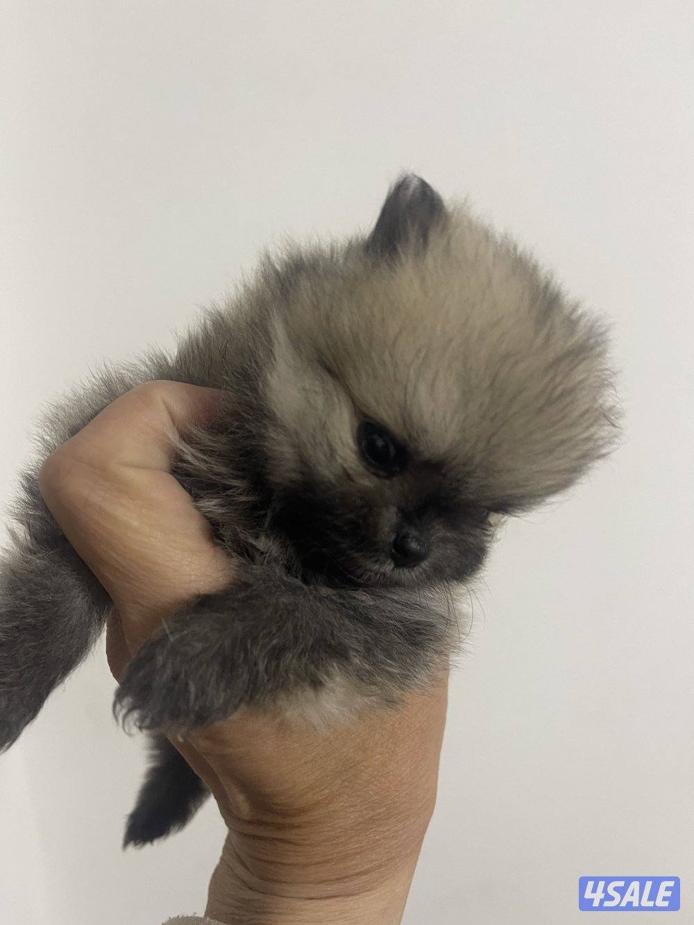 Pure Pomeranian Born here the father and mother pure Pomerania also.10