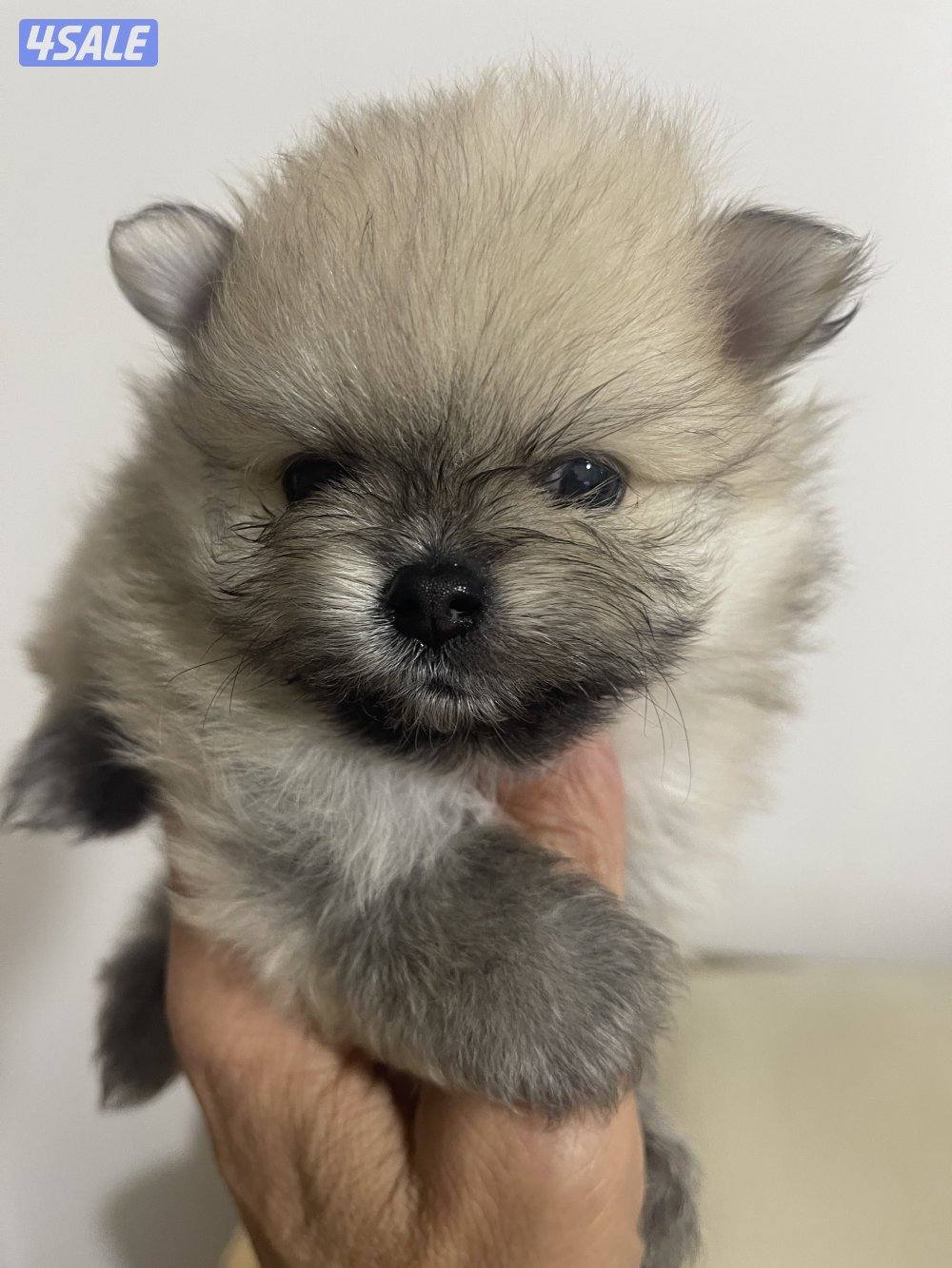 Pure Pomeranian Born here the father and mother pure Pomerania also.12