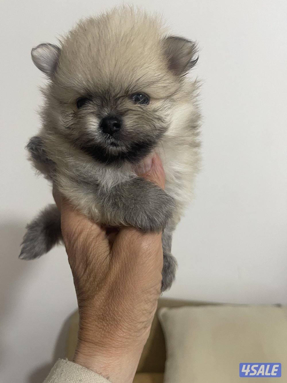 Pure Pomeranian Born here the father and mother pure Pomerania also.15