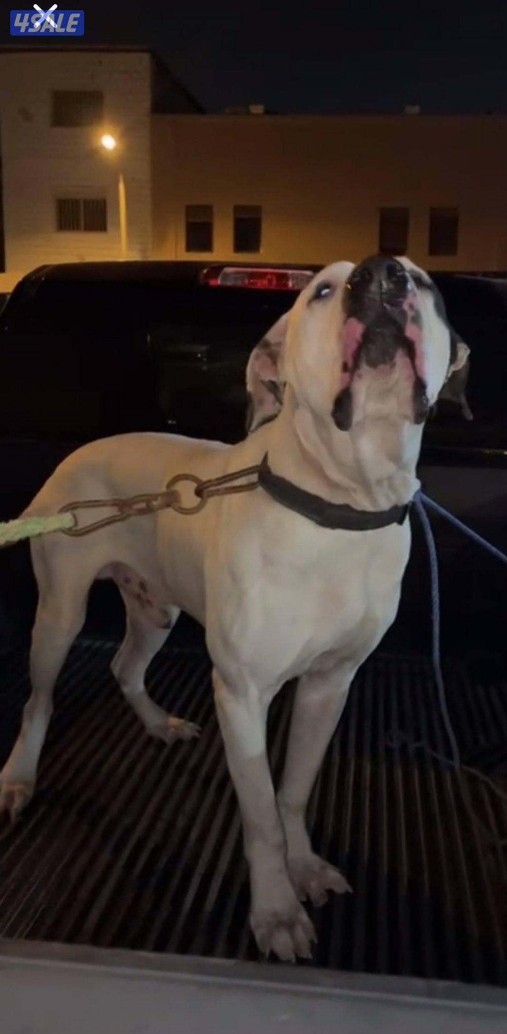 كلب بولي بادي باكستاني0