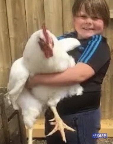 دجاج الجيرسي العملاق0