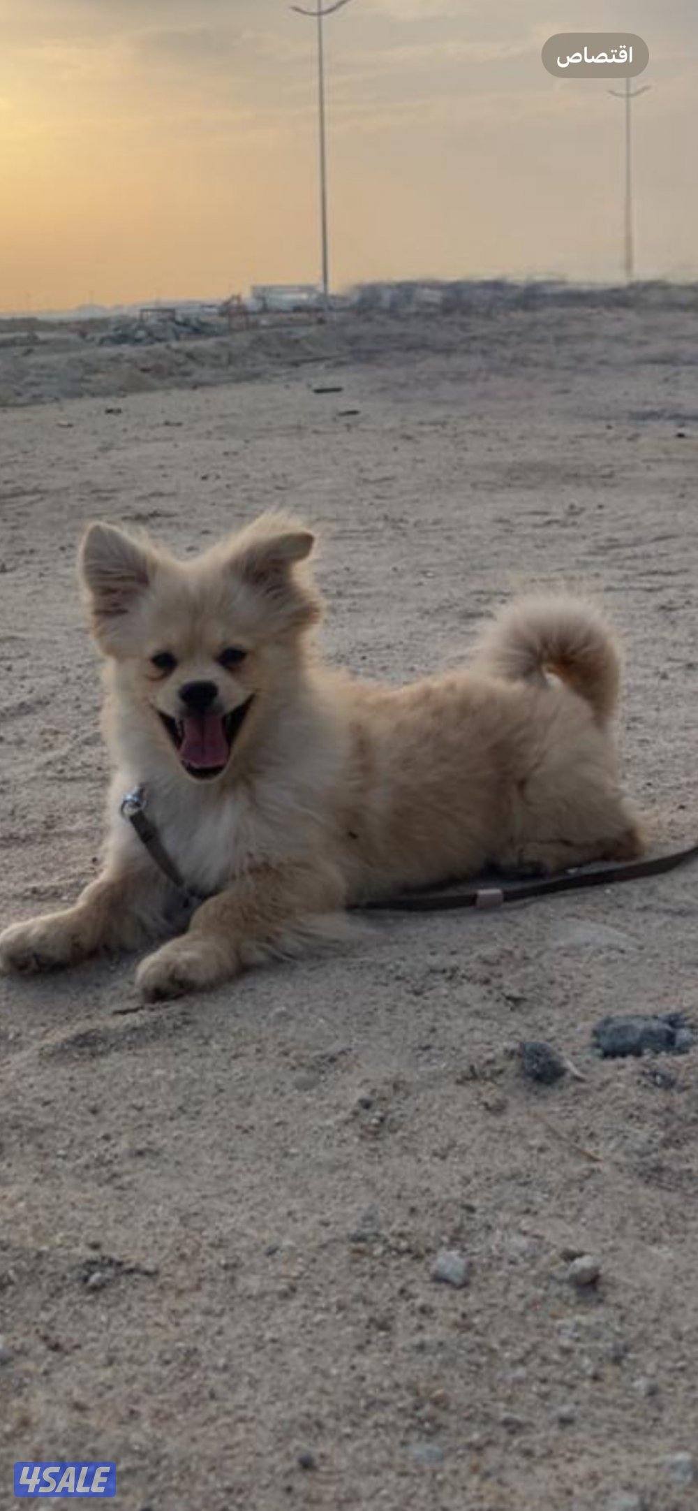 للبيع جلب بوميرينيان متطعم عمره ٦ شهور1