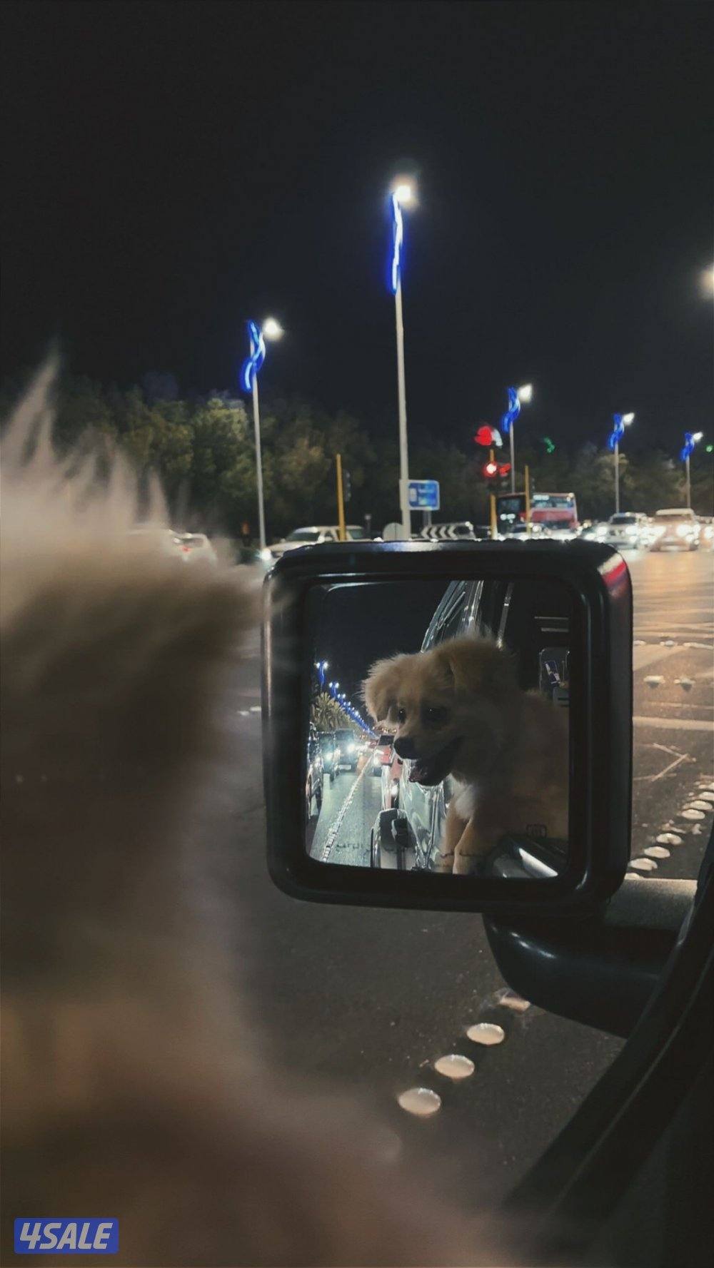 للبيع جلب بوميرينيان متطعم عمره ٦ شهور0