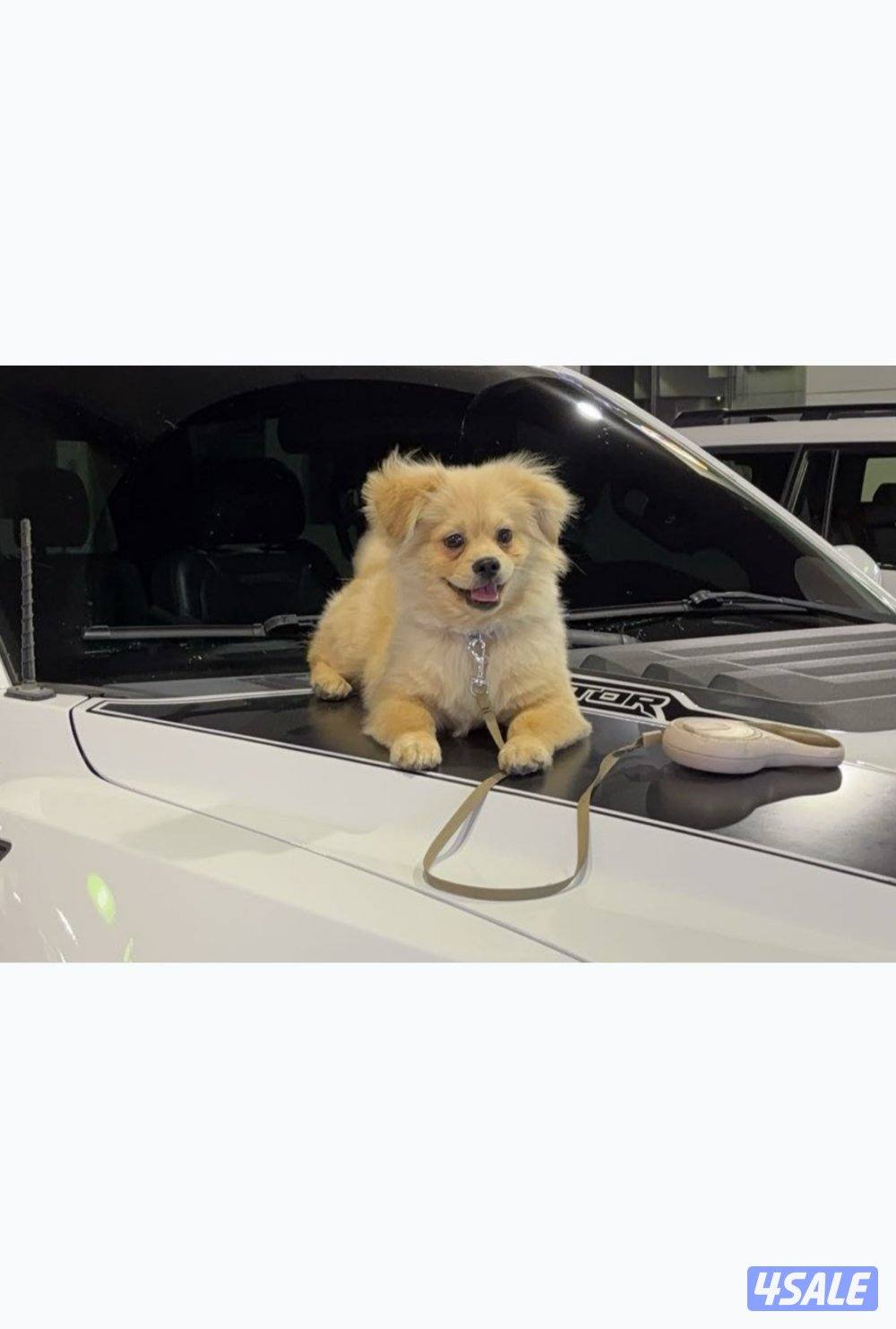 للبيع جلب بوميرينيان متطعم عمره ٦ شهور2