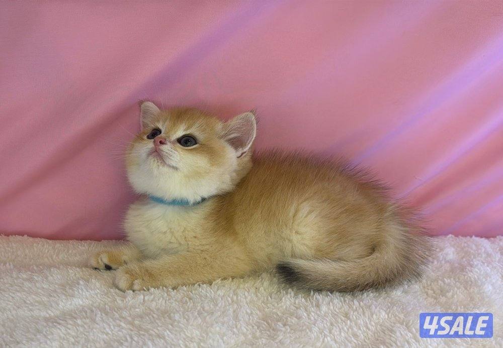 للبيع كيتن ذكرين بريتش مطعمين0