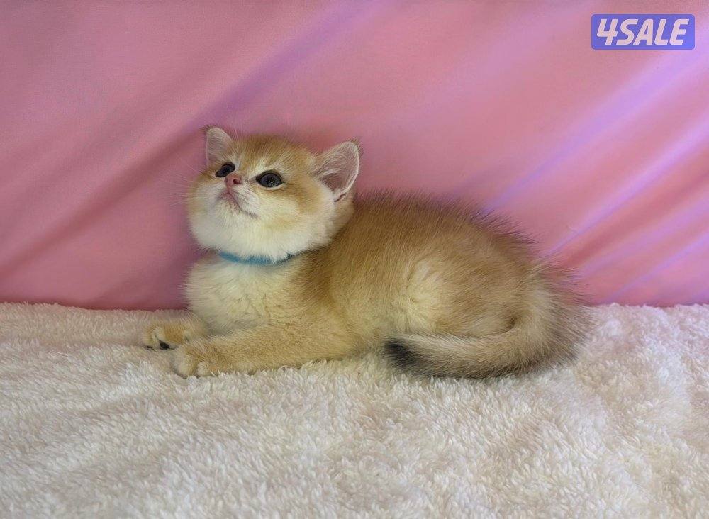 للبيع كيتن ذكرين بريتش مطعمين1