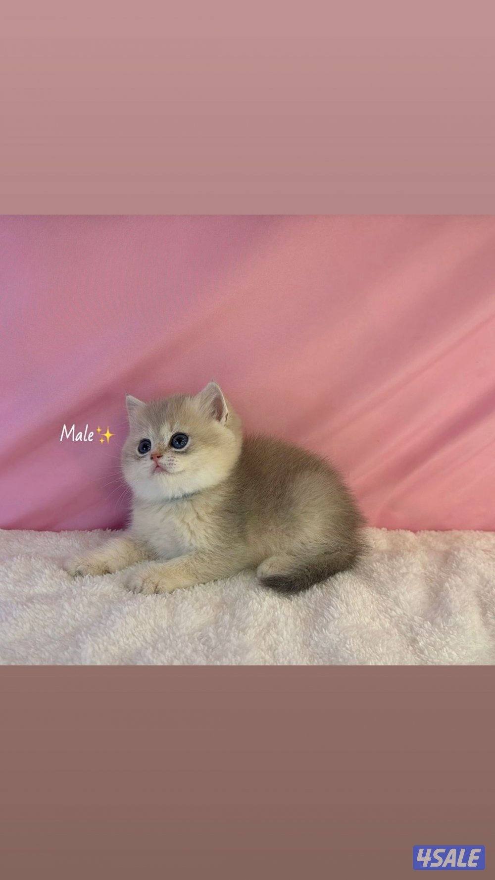 للبيع كيتن ذكرين بريتش مطعمين2