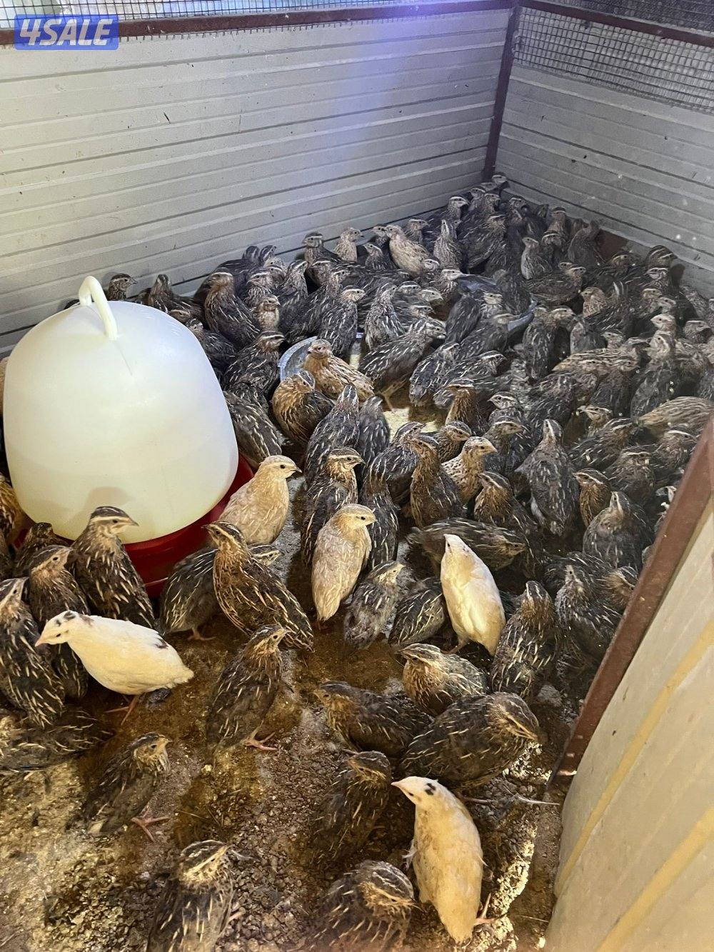 للبيع صيصان عربي وفري0