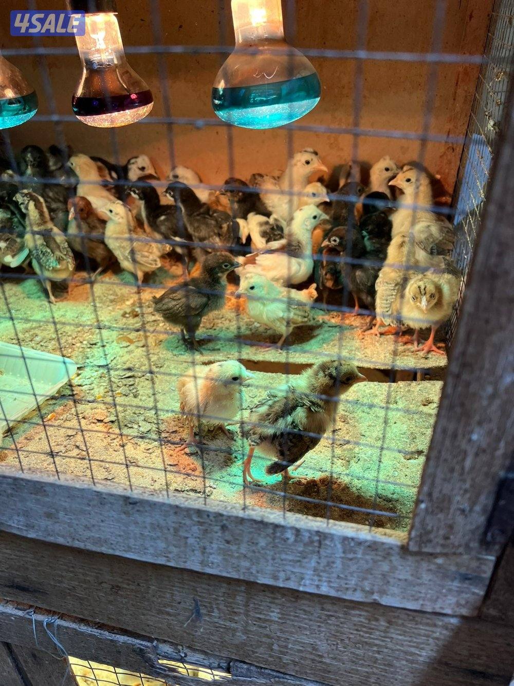 للبيع صيصان عربي وفري1