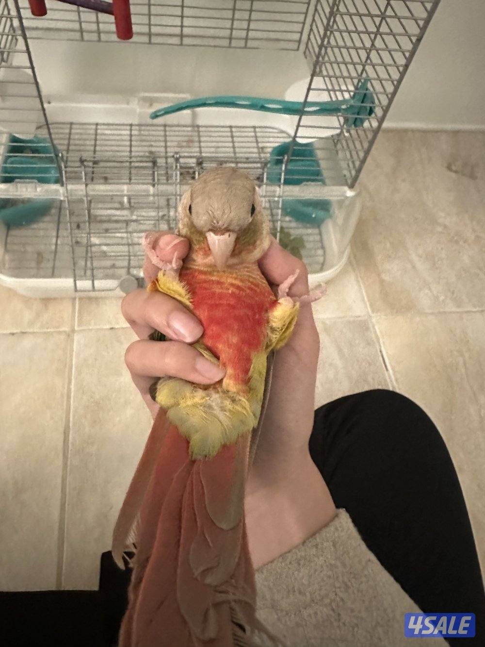زوج ببغاء كنيور باينابل ربوة مع قفصهم0