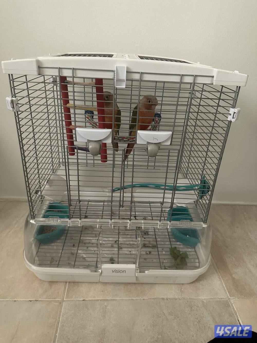 زوج ببغاء كنيور باينابل ربوة مع قفصهم1