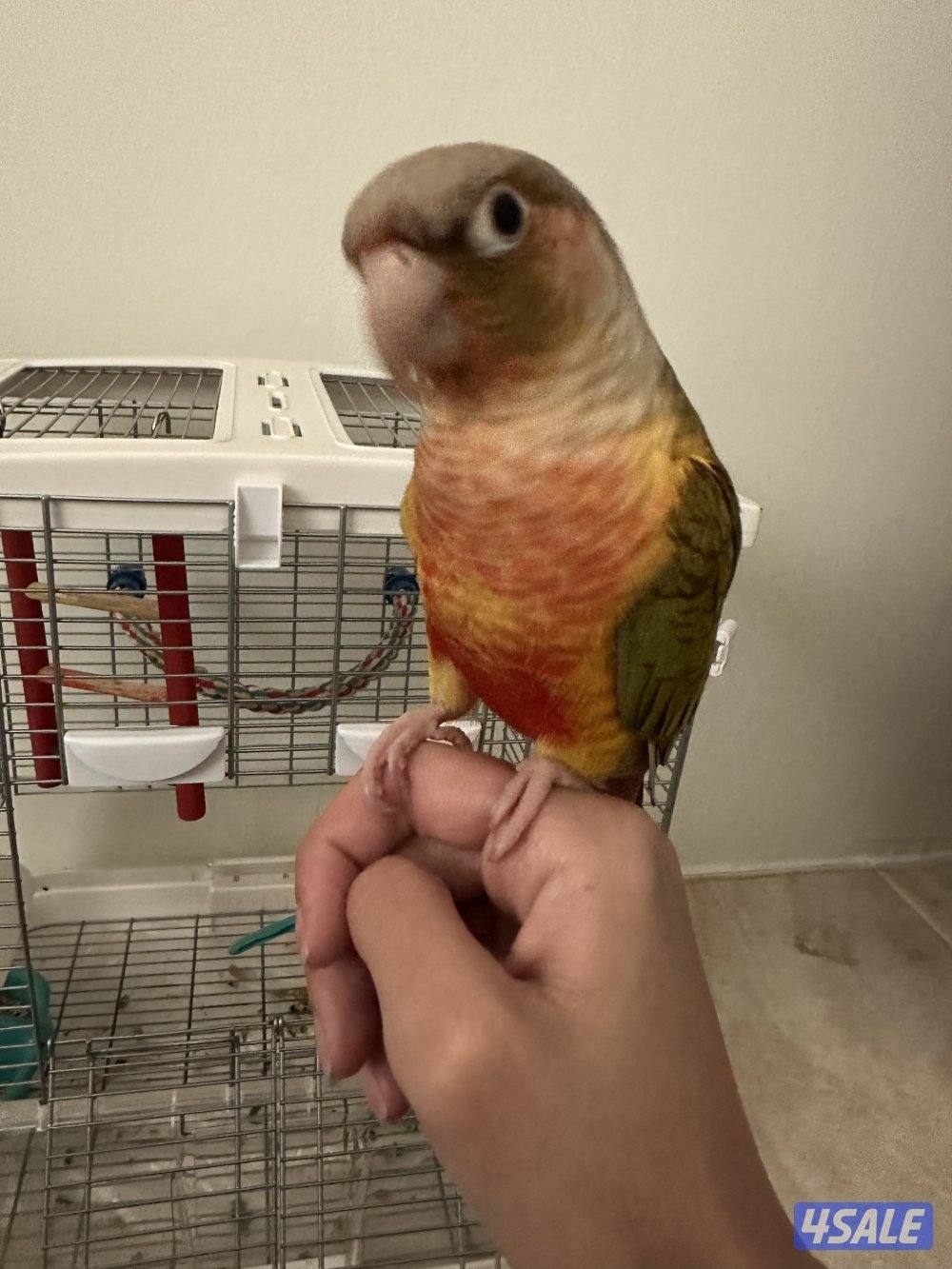 زوج ببغاء كنيور باينابل ربوة مع قفصهم2