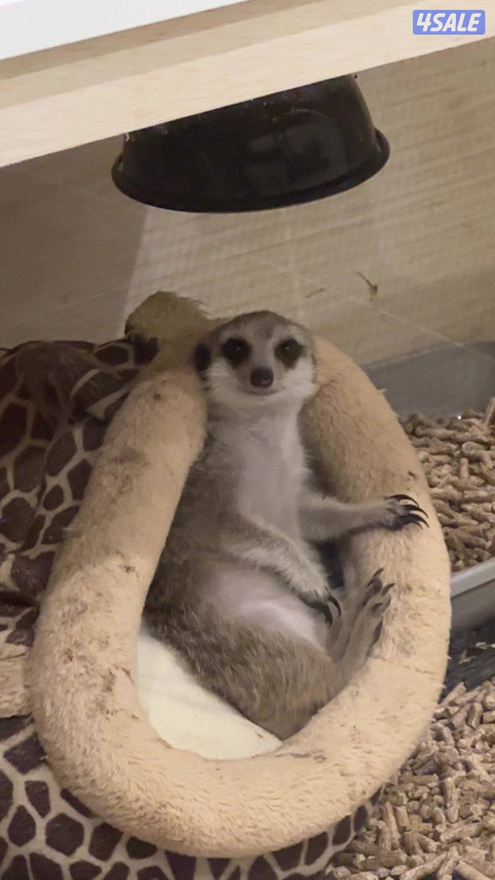 للبيع ميركات 4شهور التفاصيل بالاعلان0