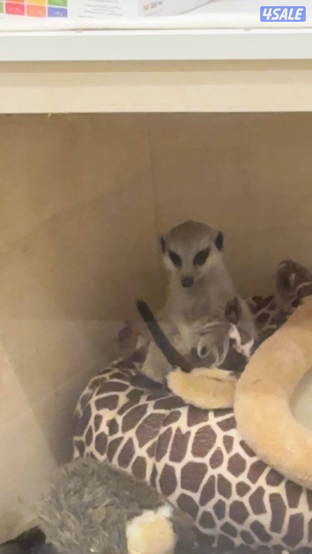 للبيع ميركات 4شهور التفاصيل بالاعلان1