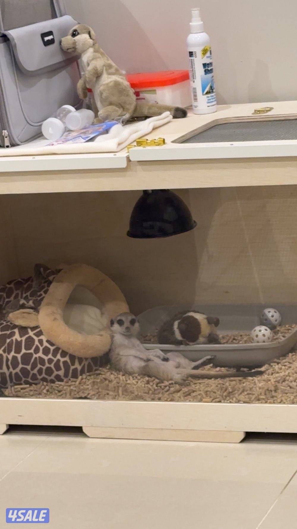 للبيع ميركات 4شهور التفاصيل بالاعلان2