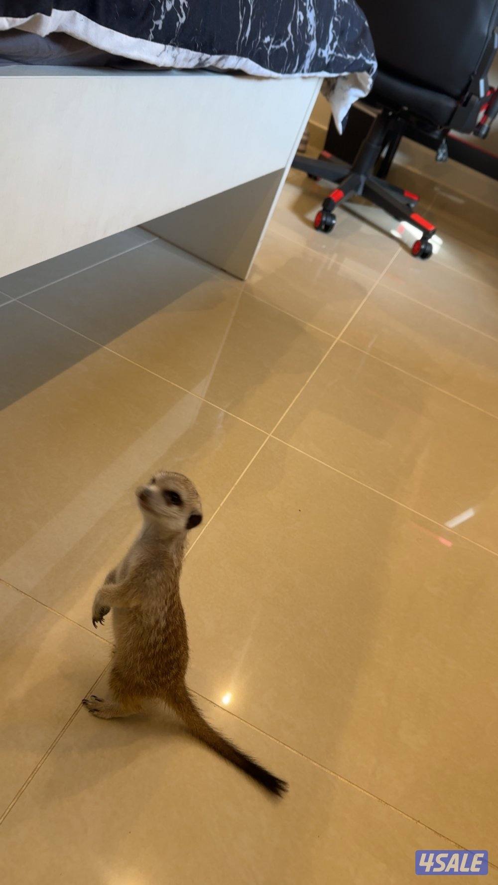 للبيع ميركات 4شهور التفاصيل بالاعلان4