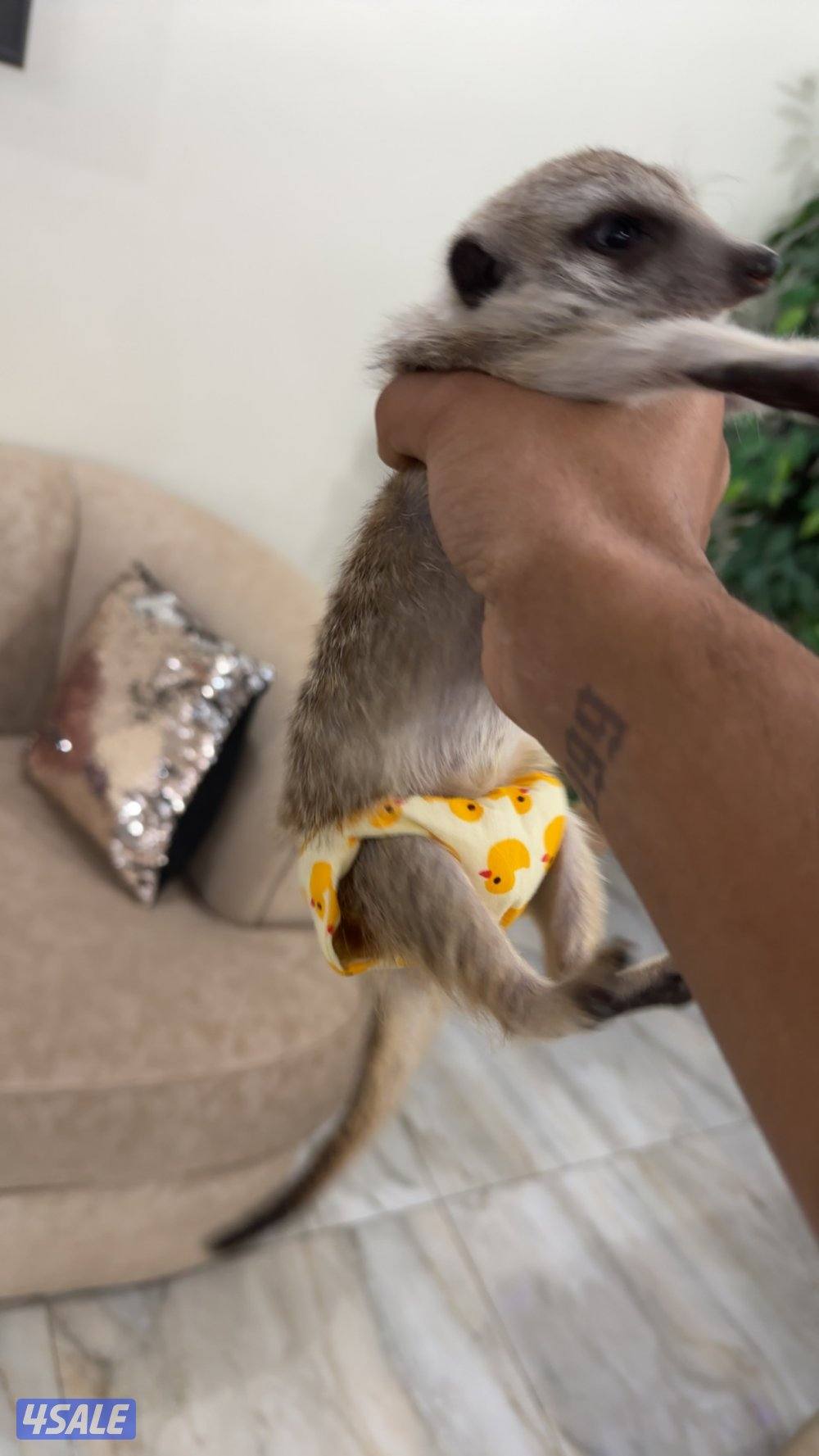 للبيع ميركات 4شهور التفاصيل بالاعلان5