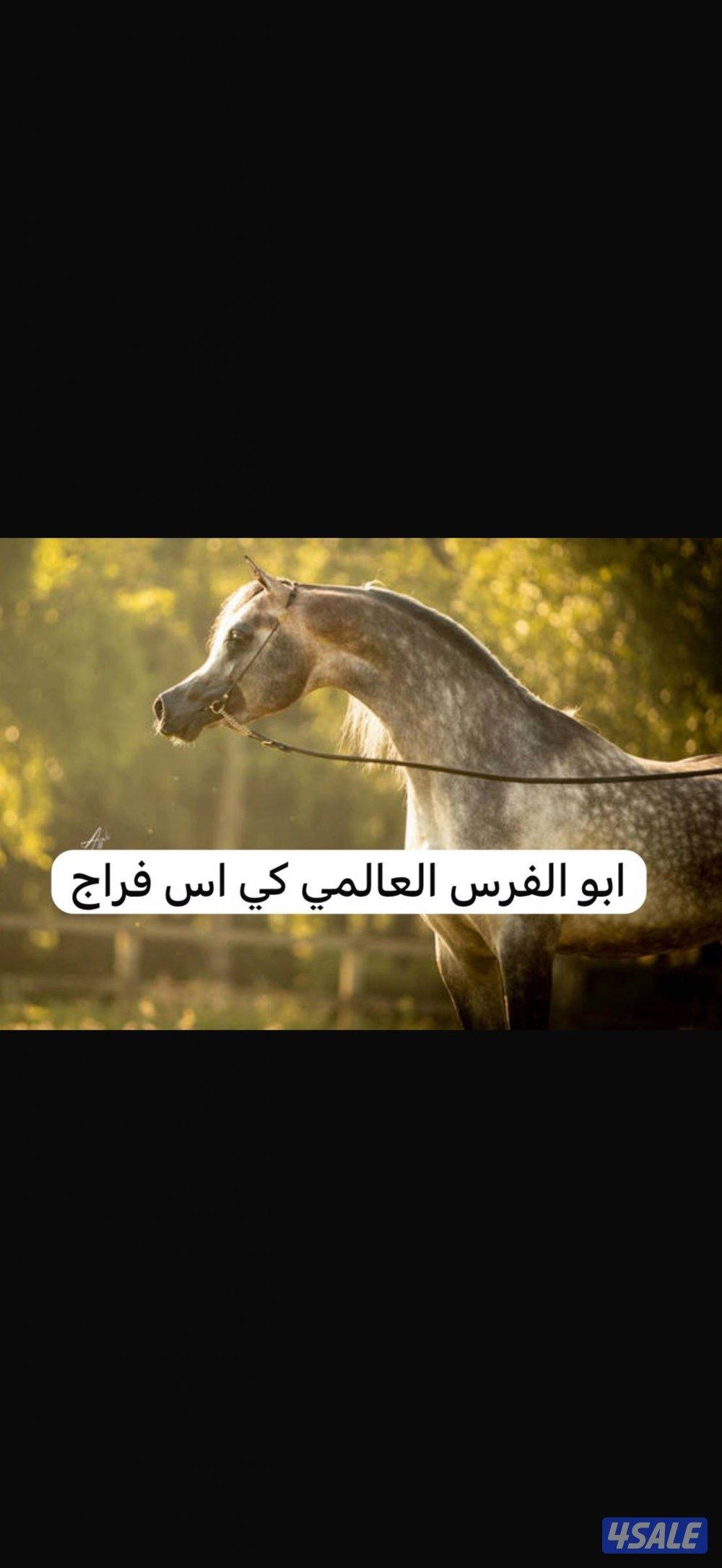 بنت إي كي أس فراج 👑🔥0