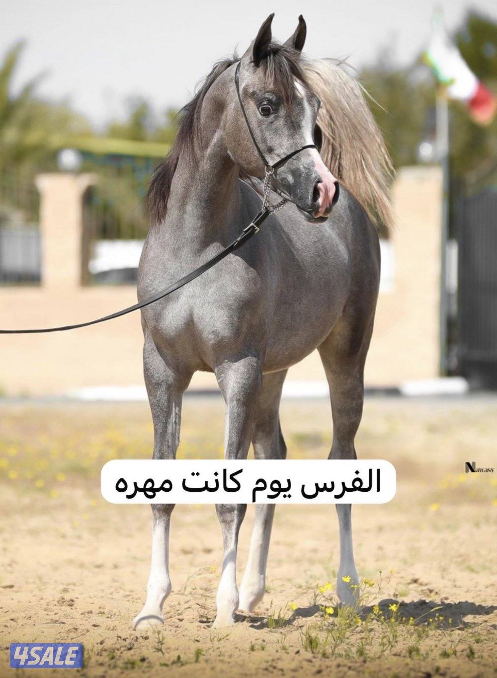 بنت إي كي أس فراج 👑🔥1