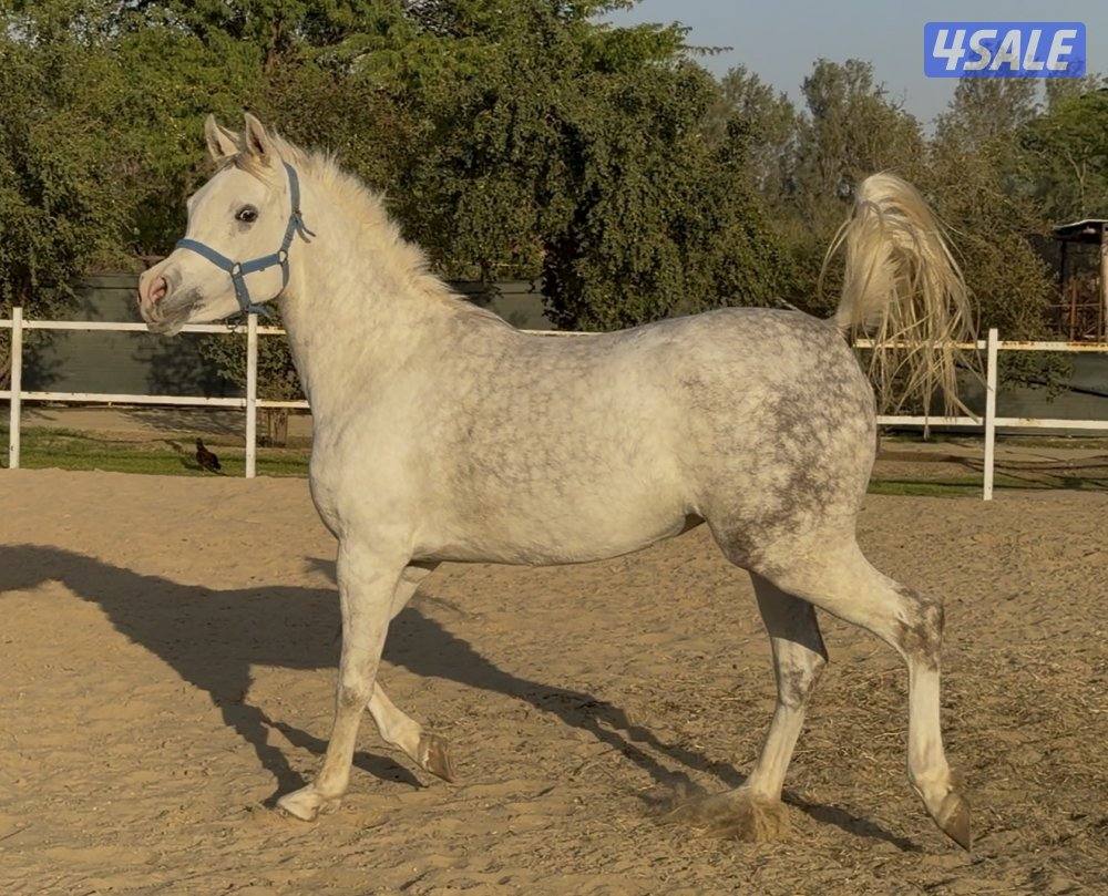 بنت إي كي أس فراج 👑🔥3