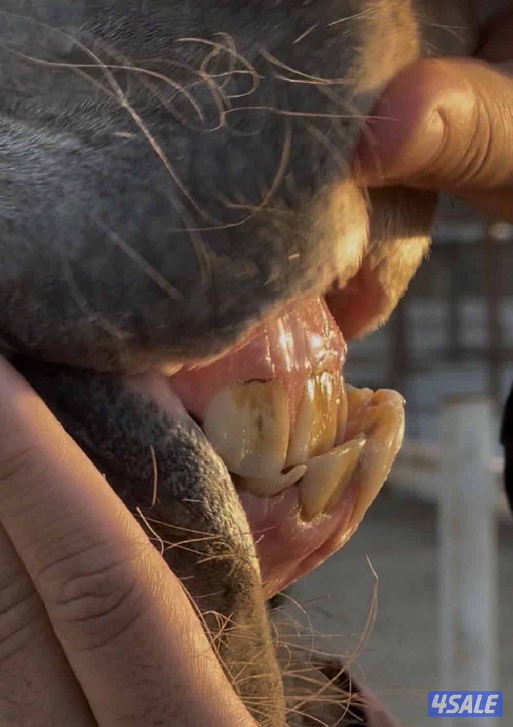 بنت إي كي أس فراج 👑🔥6