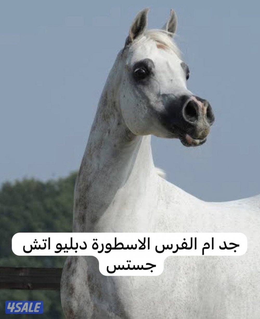 بنت إي كي أس فراج 👑🔥9