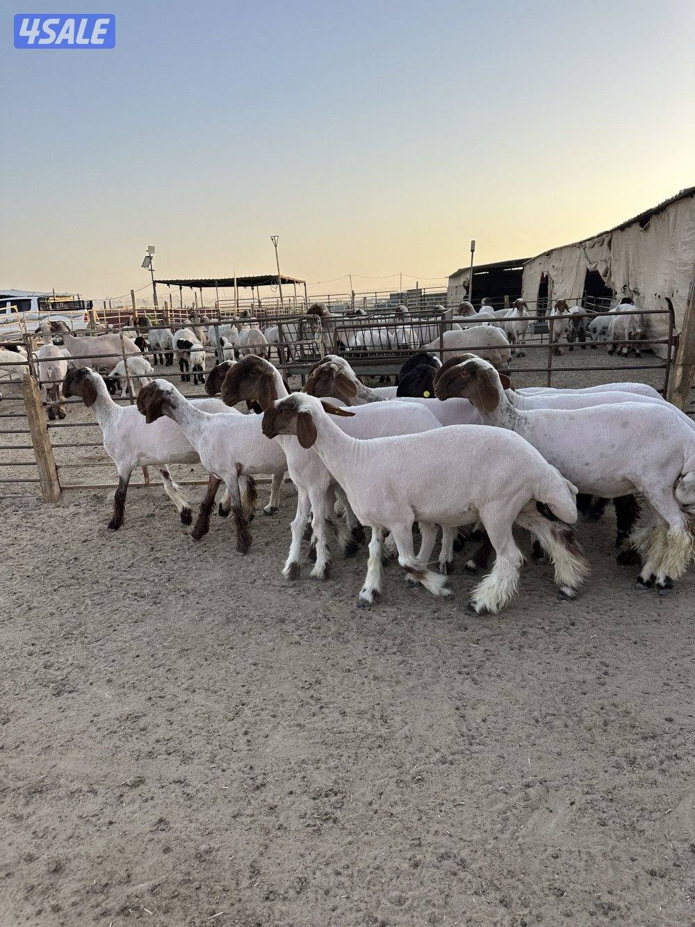 للبيع ارخال العدد 13  مرسسه وجروم طريق اللياح0