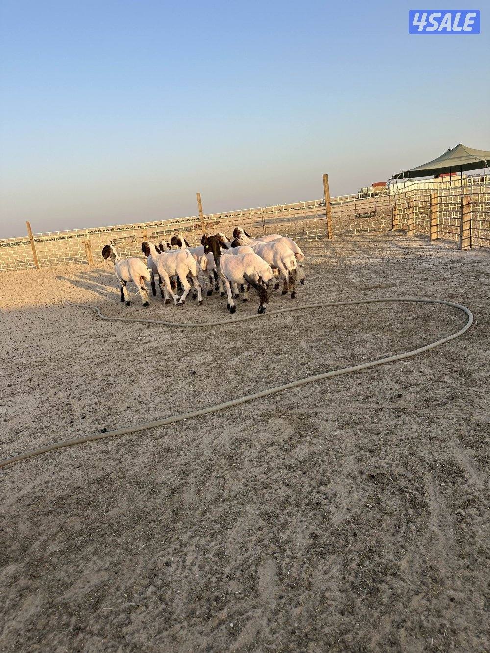 للبيع ارخال العدد 13  مرسسه وجروم طريق اللياح1