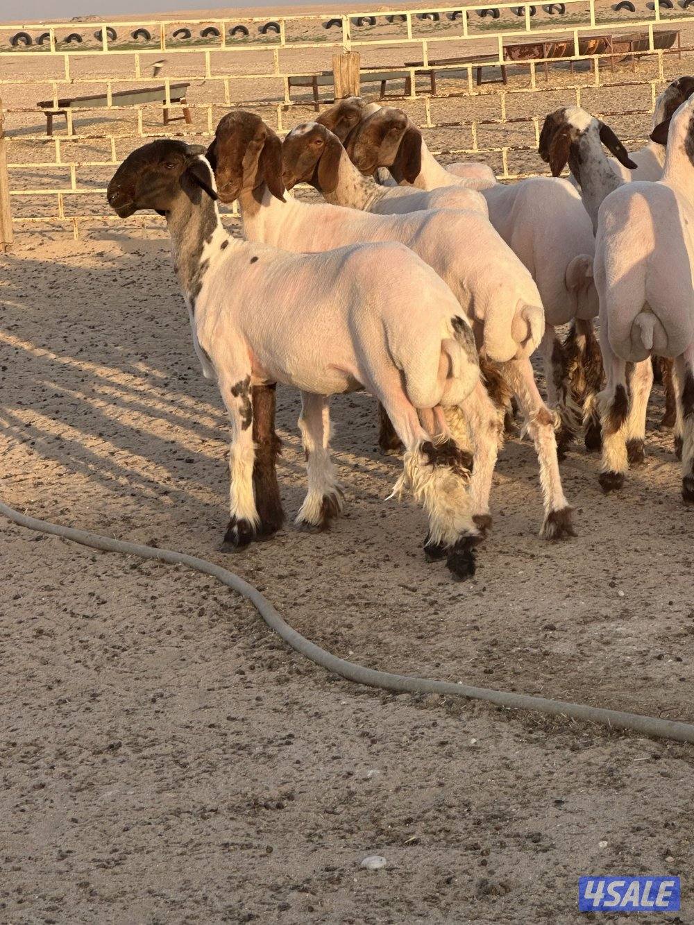 للبيع ارخال العدد 13  مرسسه وجروم طريق اللياح2