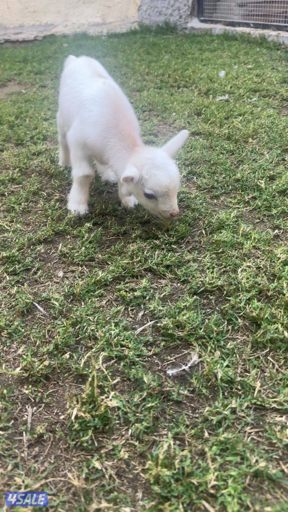 ماعز القزم ( جيكي )0