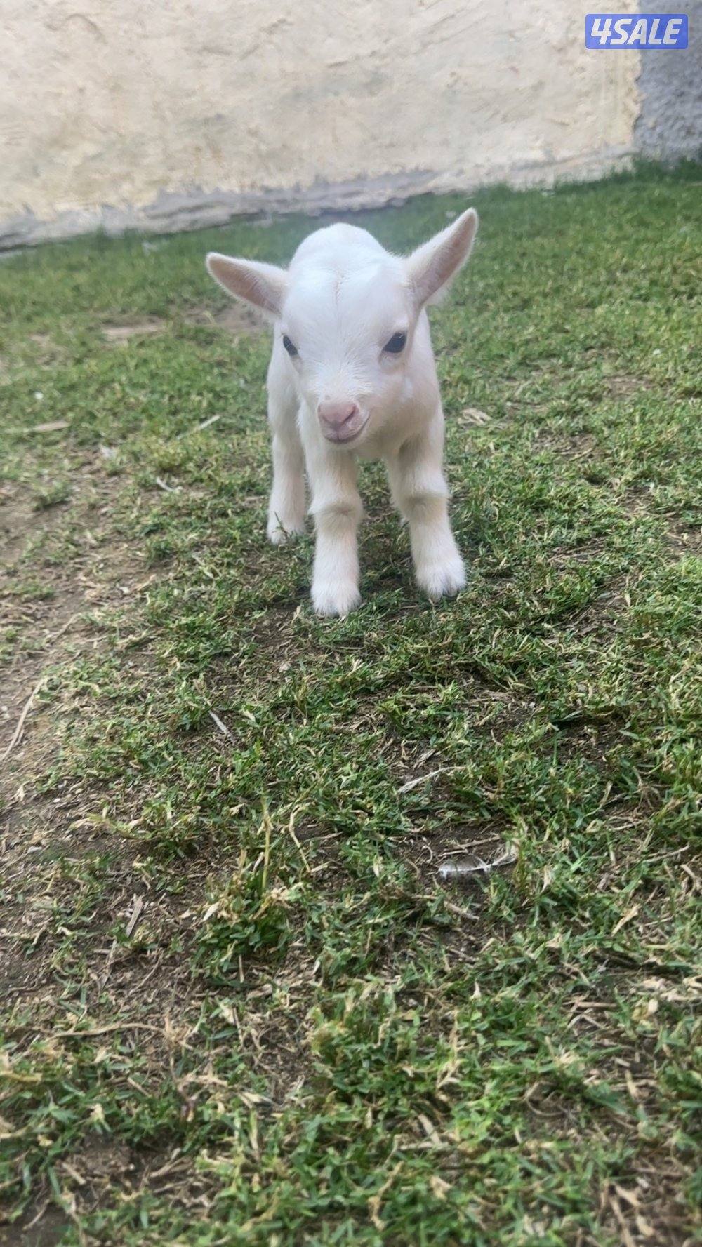 ماعز القزم ( جيكي )1