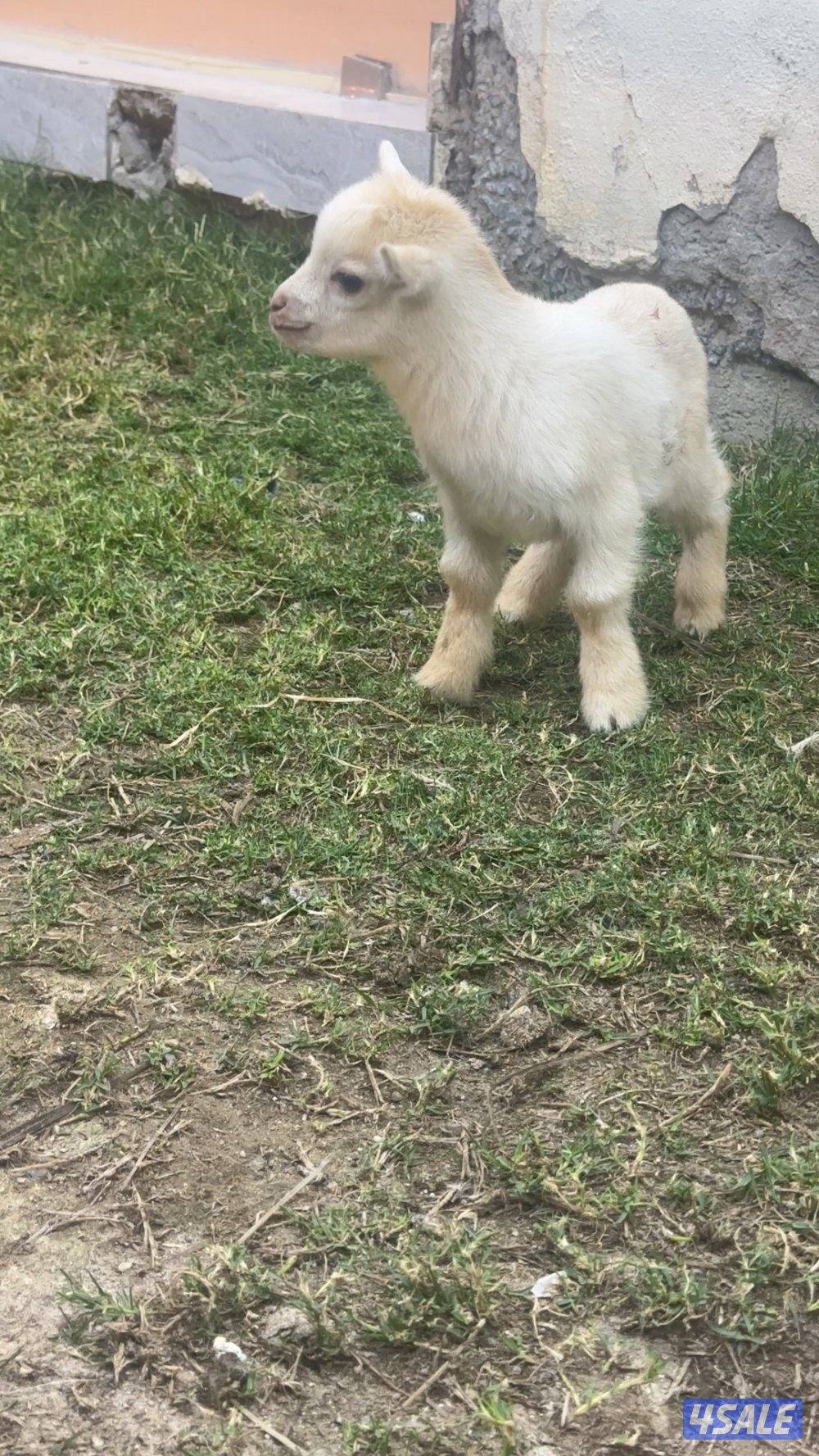 ماعز القزم ( جيكي )2