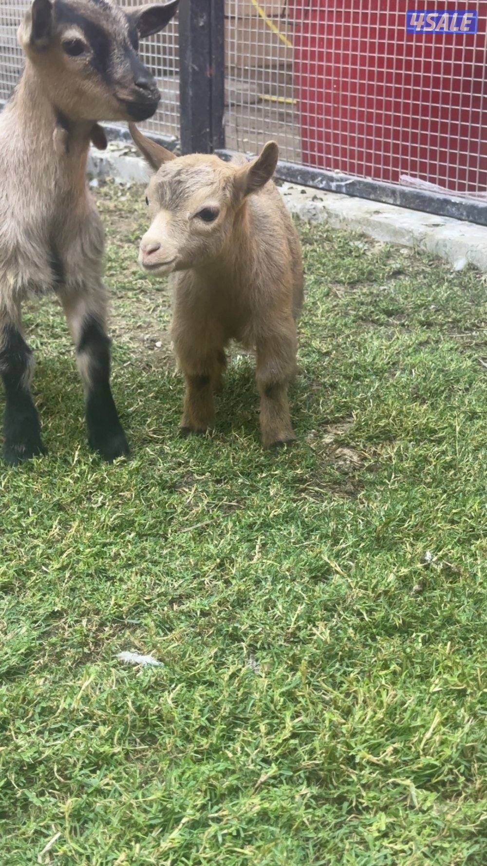 ماعز القزم ( جيكي )3