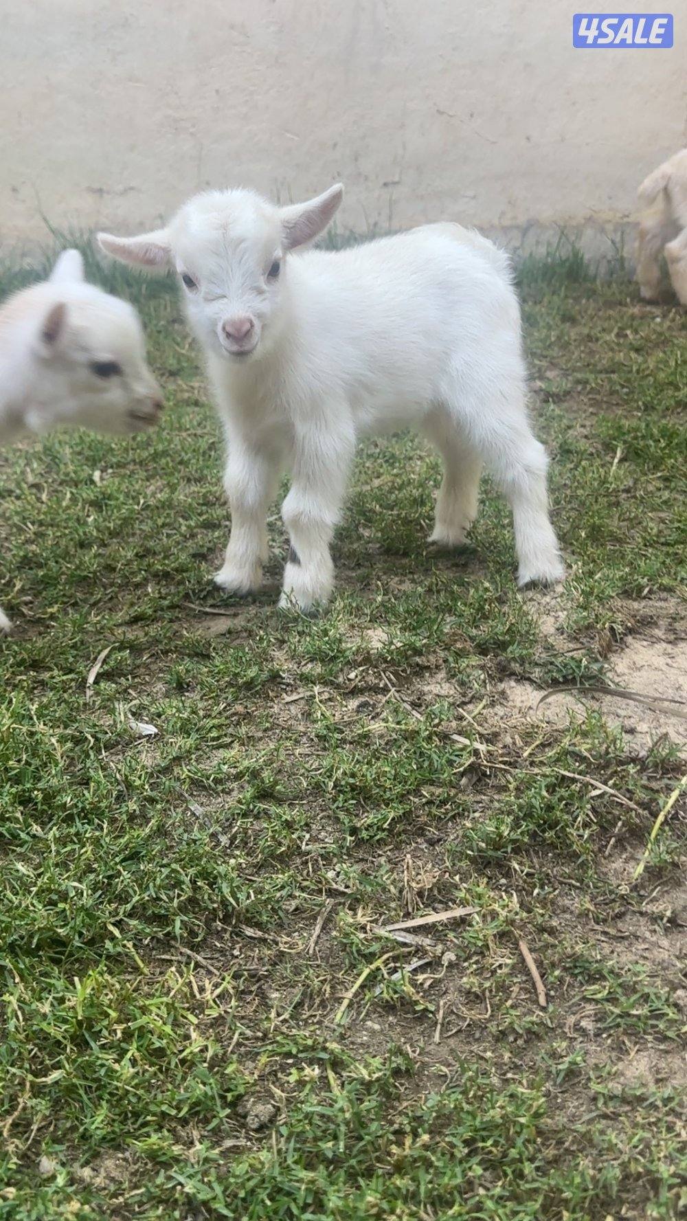 ماعز القزم ( جيكي )4