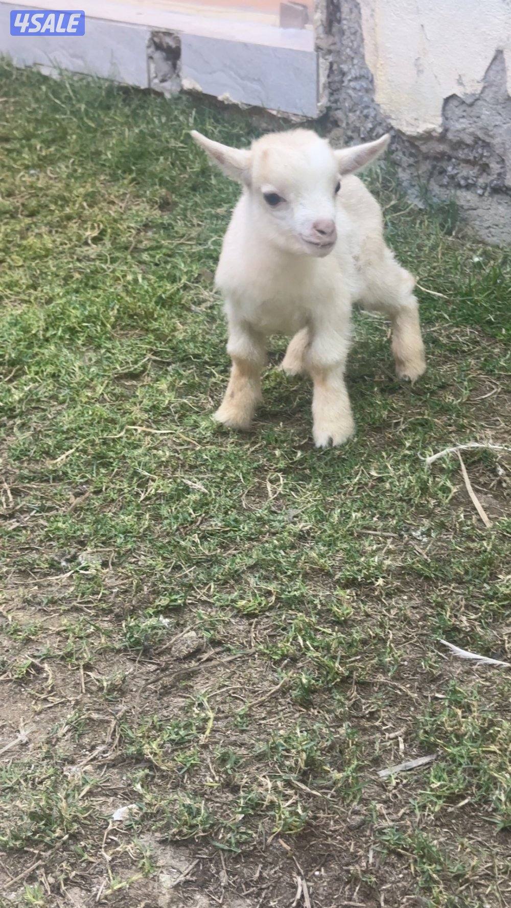 ماعز القزم ( جيكي )5