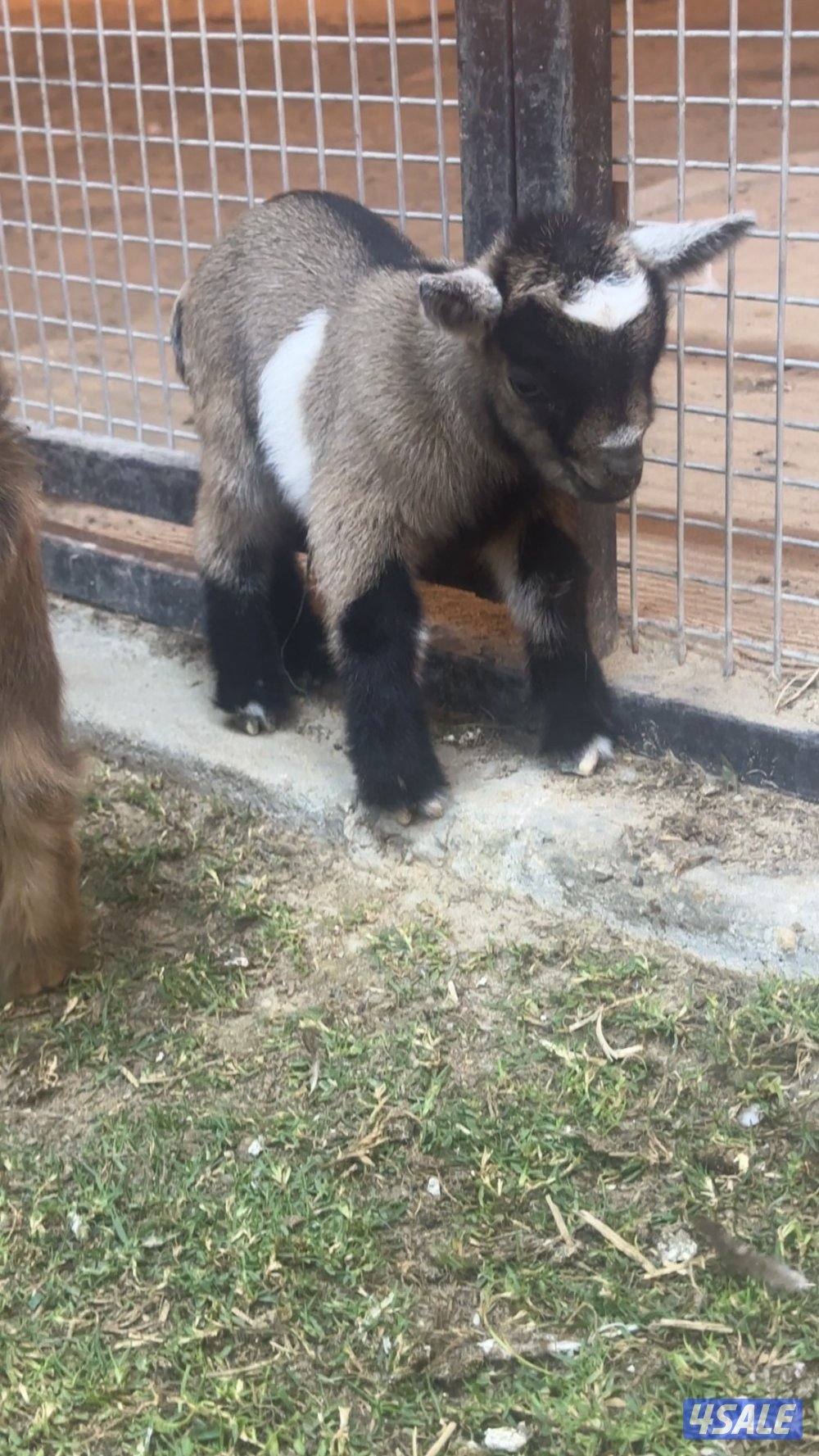 ماعز القزم ( جيكي )7