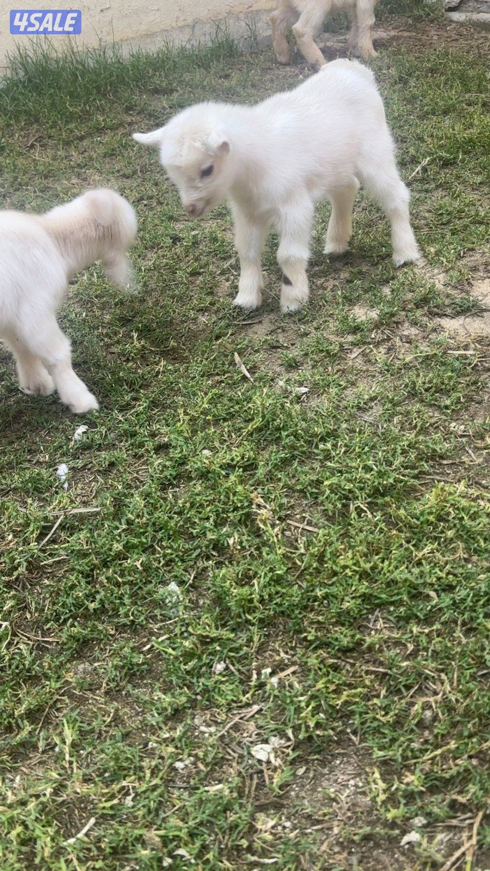 ماعز القزم ( جيكي )8