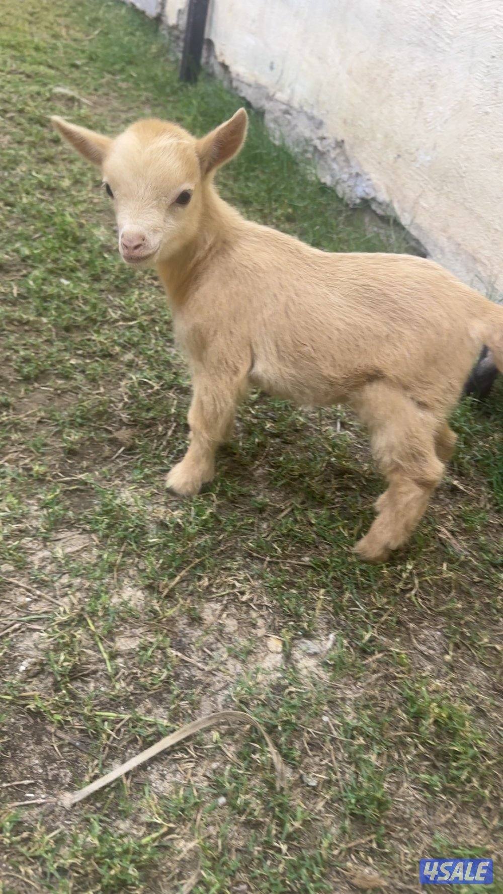 ماعز القزم ( جيكي )9