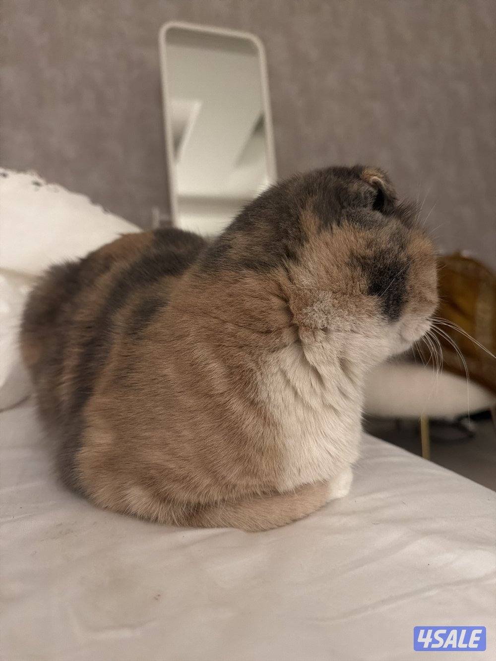 طالب تزاوج نثيه سكوتش فولد3