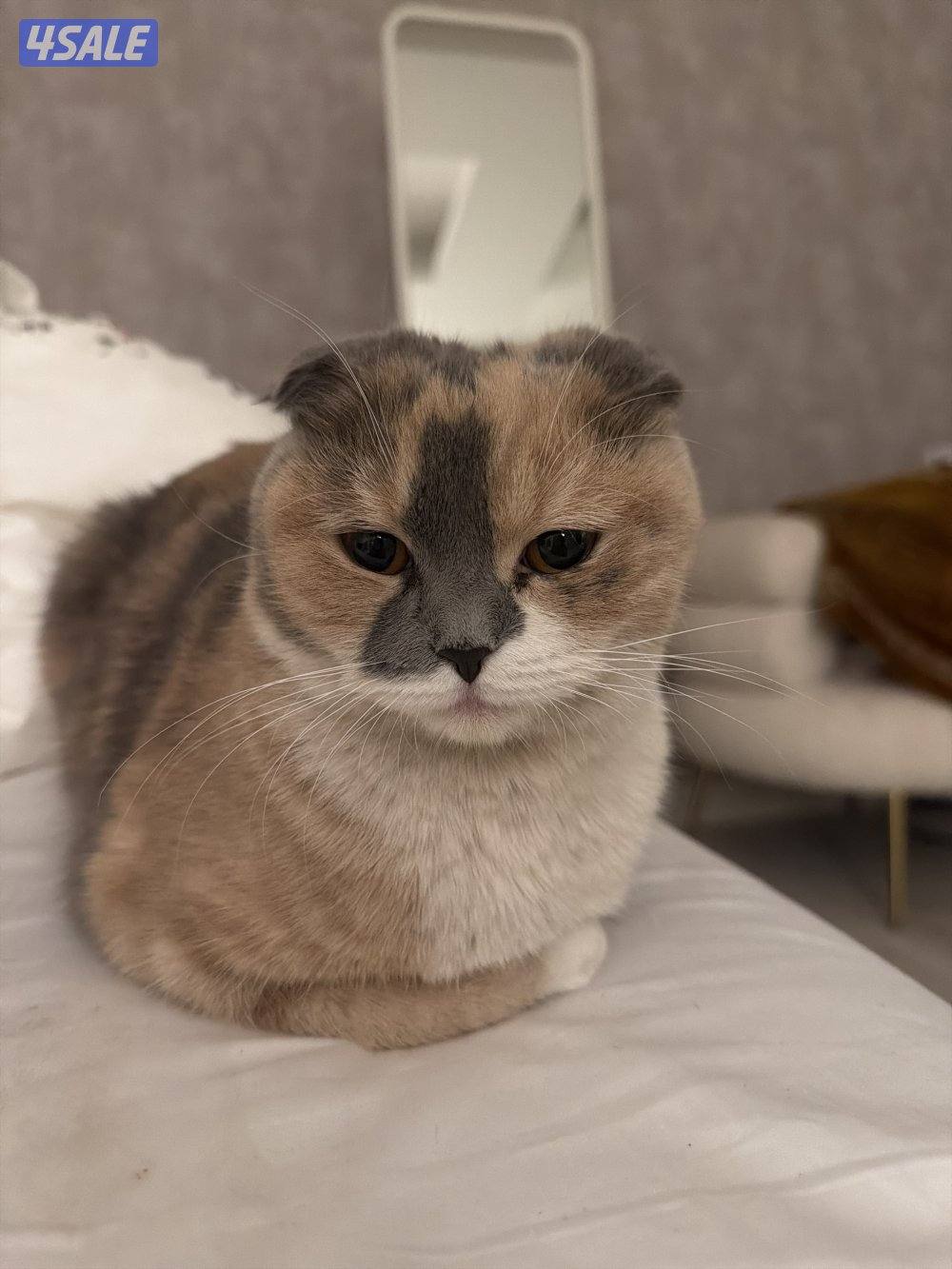 طالب تزاوج نثيه سكوتش فولد5