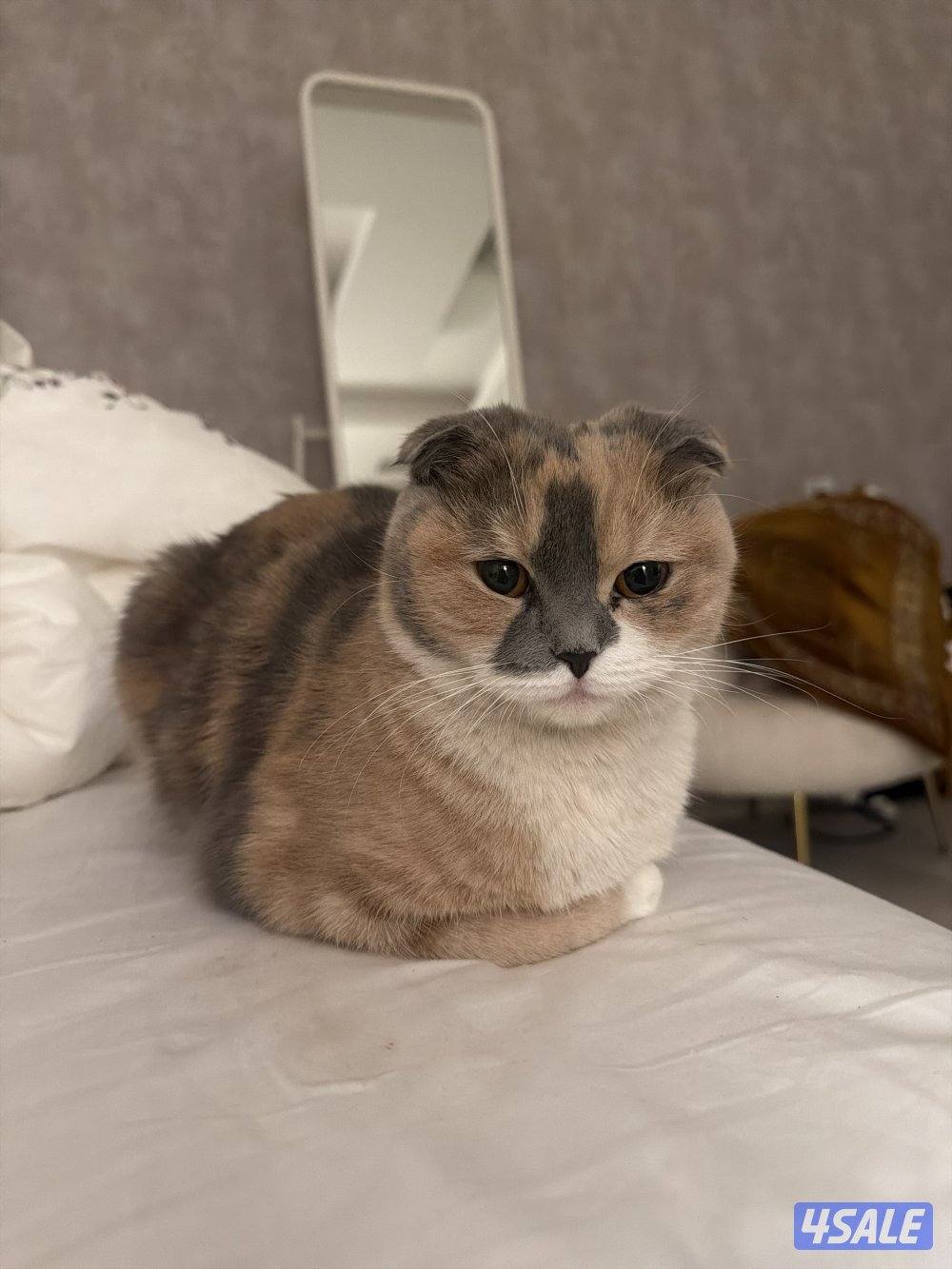 طالب تزاوج نثيه سكوتش فولد6