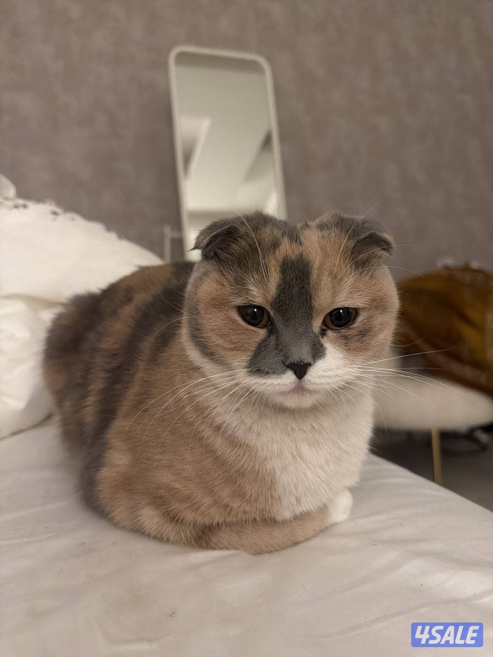 طالب تزاوج نثيه سكوتش فولد7