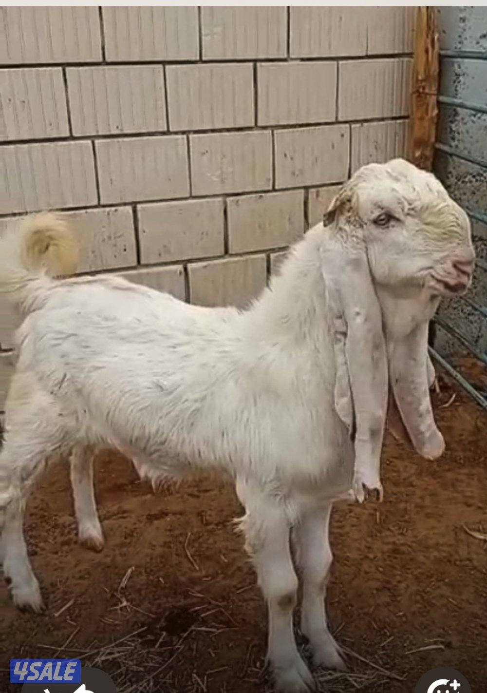 للبيع تيس مطور له تعريف عمر ١٠ شهور الاستلام العبدلي0