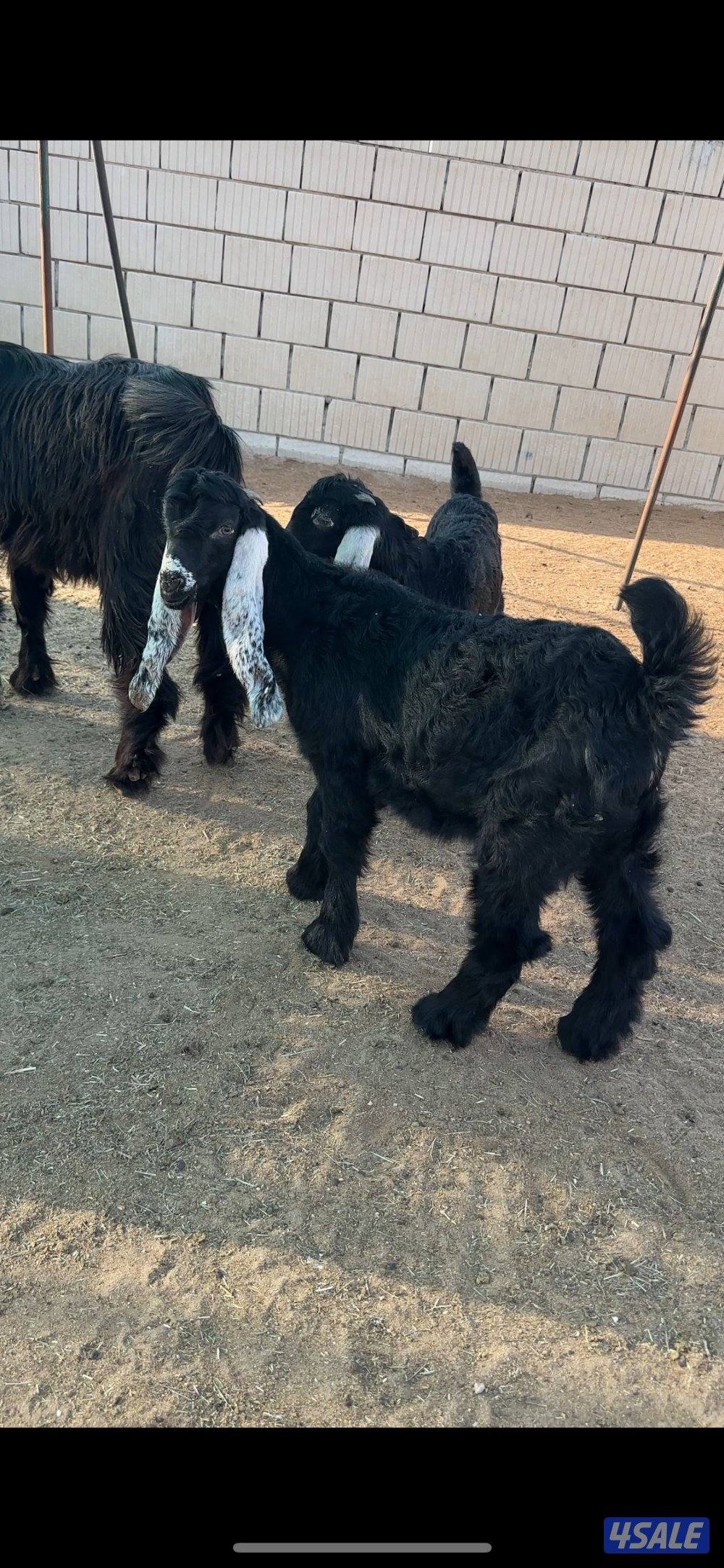 للبيع تيوس عوارض  عمر شهرين ونص خالي من التطعيمات والاستلام العبدلي0