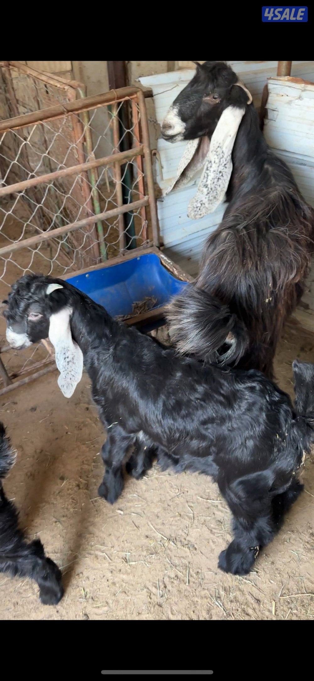 للبيع تيوس عوارض  عمر شهرين ونص خالي من التطعيمات والاستلام العبدلي1