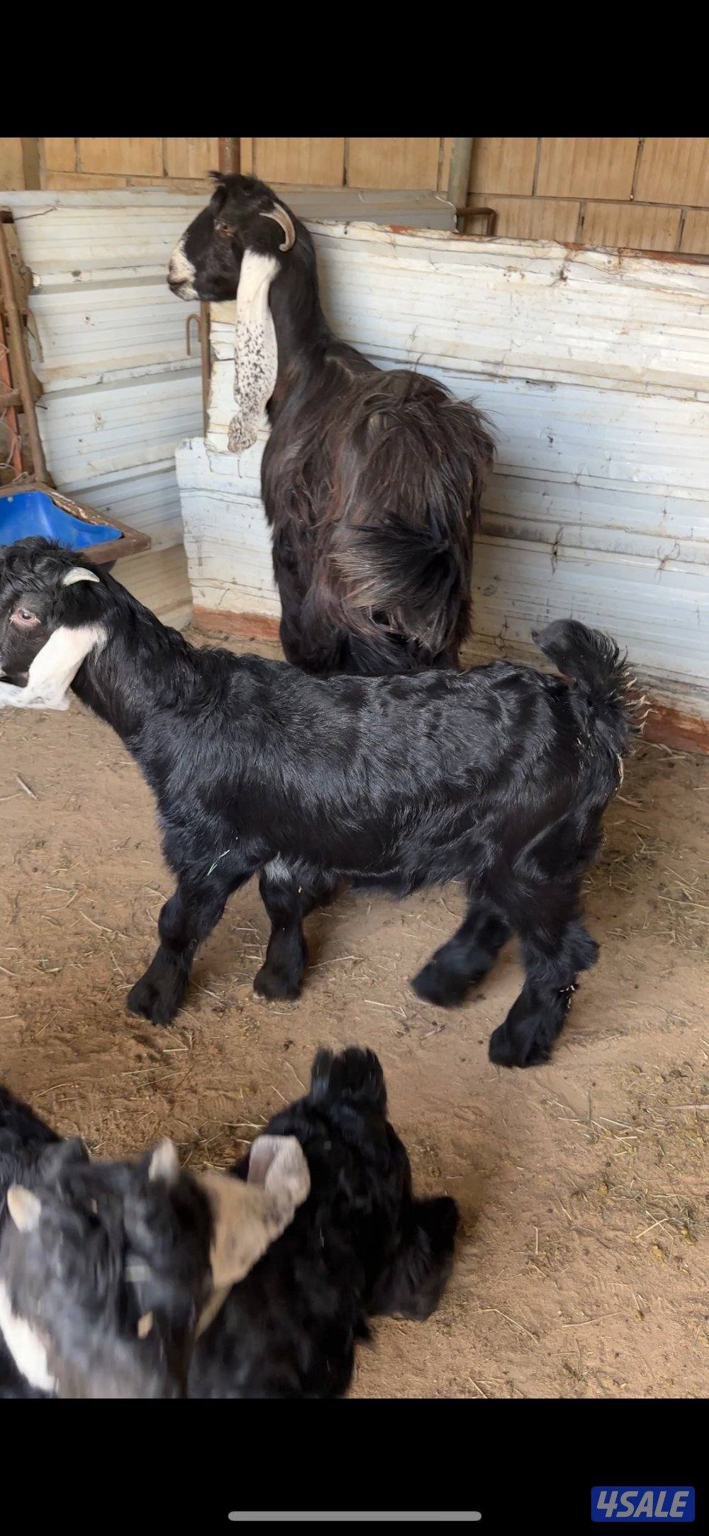 للبيع تيوس عوارض  عمر شهرين ونص خالي من التطعيمات والاستلام العبدلي2